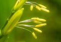 Close up of paddy rice flower Royalty Free Stock Photo
