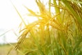 Close up paddy rice plant in the field with sun light Royalty Free Stock Photo