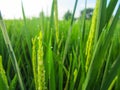 Close up of paddy rice seed with rice fields in the background Royalty Free Stock Photo