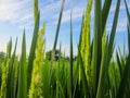 Close up of paddy rice seed with rice fields in the background Royalty Free Stock Photo