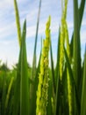 Close up of paddy rice seed with rice fields in the background Royalty Free Stock Photo