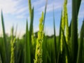 Close up of paddy rice seed with rice fields in the background Royalty Free Stock Photo