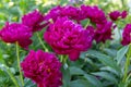 Paeonia Lactiflora Grp Peter Brand