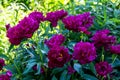 Paeonia Lactiflora Grp Peter Brand Royalty Free Stock Photo