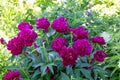 Paeonia Lactiflora Grp Peter Brand Royalty Free Stock Photo