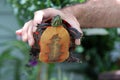 Close up of a Pained Turtle being held up by a man`s hand with its plastron showing Royalty Free Stock Photo