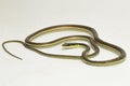 Painted bronzeback snake Dendrelaphis pictus isolated on white background Royalty Free Stock Photo