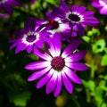 A close up of painted daisy flower blossoms in full bloom. Royalty Free Stock Photo