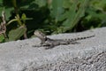 Close up of Painted Dragon reptile Stellagama Stellio Brachydactyla Royalty Free Stock Photo