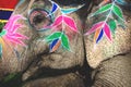 Close up of a painted elephant head for Holi Elephant Festival in Jaipur, Rajasthan, India Royalty Free Stock Photo