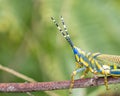 Close up of a painted grass hopper