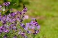 Close Up of Painted Lady butterflies Royalty Free Stock Photo