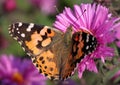 Painted Lady butterfly Royalty Free Stock Photo