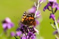 Close Up of Painted Lady Butterfly feeding on hardy wallflower Royalty Free Stock Photo