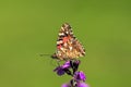 Close Up of Painted Lady Butterfly feeding on hardy wallflower Royalty Free Stock Photo