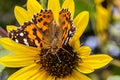 Close up Painted lady butterfly, Vanessa cardui  on yellow flower, sunflower Royalty Free Stock Photo