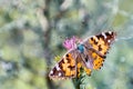 Close up of Painted Lady Vanessa cardui butterfly sipping nectar on a Slender Thistle Carduus tenuiflorus wildflower, Royalty Free Stock Photo