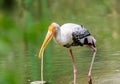 Close up of a painted stork, Mycteria leucocephala Royalty Free Stock Photo
