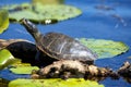 Close up of painted turtles on Point Pelee conservation area, On