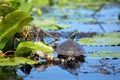 Close up of painted turtles on Point Pelee conservation area, On