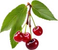 Close-up painting of cherry berry (Prunus avium). AI-Generated.