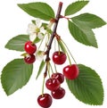 Close-up painting of cherry berry (Prunus avium). AI-Generated.