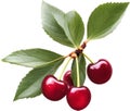 Close-up painting of cherry berry (Prunus avium). AI-Generated.