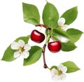 Close-up painting of cherry berry (Prunus avium). AI-Generated.