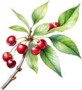 Close-up painting of cherry berry (Prunus avium). AI-Generated.