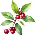 Close-up painting of cherry berry (Prunus avium). AI-Generated.