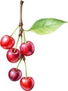 Close-up painting of cherry berry (Prunus avium). AI-Generated.