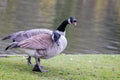 Close up of pair of aggressive Canada Geese Royalty Free Stock Photo