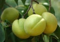 Apricots growing on apricot tree Royalty Free Stock Photo