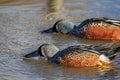 Close up of a pair of Australasian Shoveler Ducks sifting for food