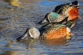 Close up of a pair of Australasian Shoveler Ducks sifting for food