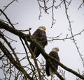 Close up of a pair of Bald Eagles perched on tree branch Royalty Free Stock Photo