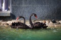 Close-up of a pair of beautiful black swans in a public pond Royalty Free Stock Photo