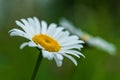 Close up of a pair of beautiful Marguerite flowers