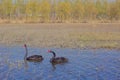 A pair of Black swan