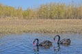 A pair of Black swan