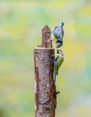 Pair of Blue Tits, Cyanistes caeruleus, hanging from a tree trunk and luring each other by offering food