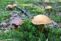 Close-up of pair of boletuses different types together growing on forest floor from moss, edible mushrooms, Autumn Royalty Free Stock Photo