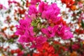 Close up of a pair of bright and vibrant pink flowers in tropical garden