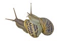 Close up of Pair of Burgundy snail isolated on white background