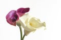 Close-up of a pair of Calla flowers, white and pink.