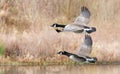 Close up of a pair of Canada Geese flying low Royalty Free Stock Photo