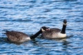 Close up of pair of Canada Geese on lake - aggresive honking display Royalty Free Stock Photo