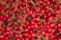 Close-up of a pair of cherries against a blurred background of cherries Royalty Free Stock Photo