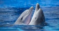 Close-up of a pair of dolphins Royalty Free Stock Photo