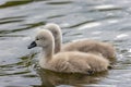 Close up of a pair of cute fluffy cygnets swimming